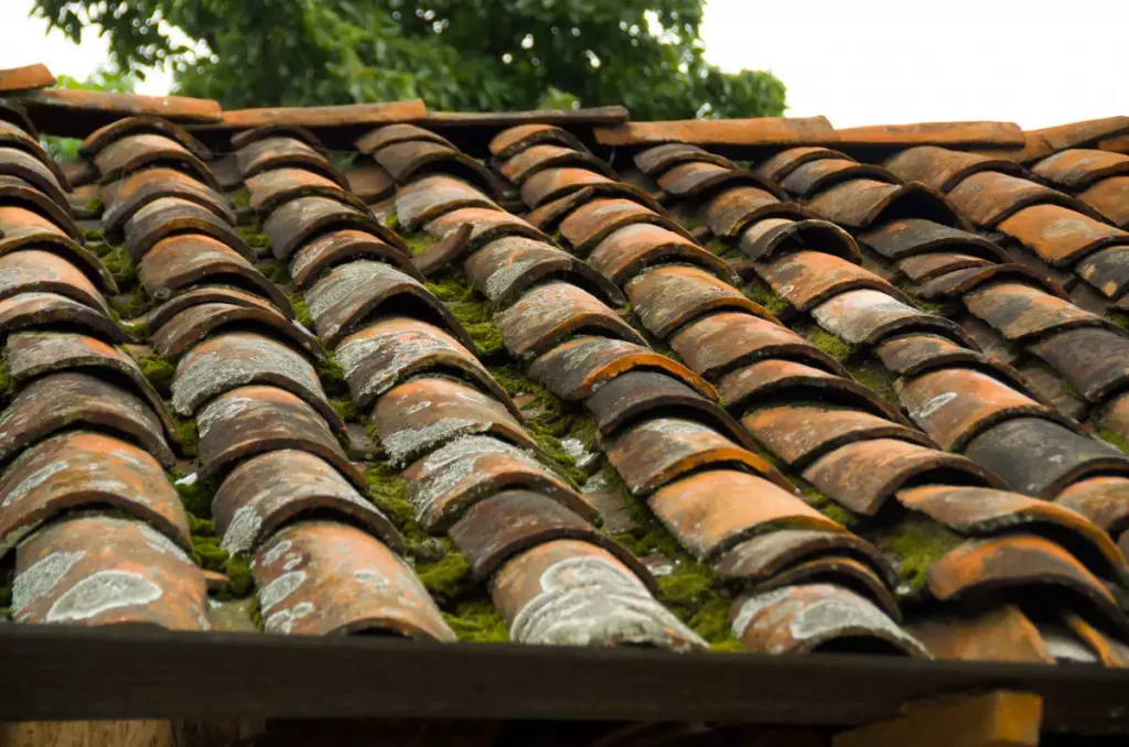 Une toiture abimée avec des tuiles qui se soulève à cause des mousses et des lichens.