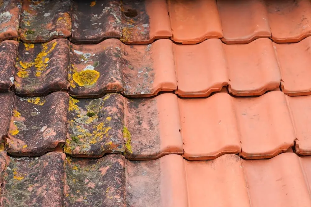 eau javel lichen